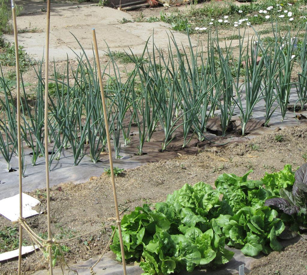 uploads/images/_cdn_shop_files_community Garden_onions_butter Lettuce_midseason___96054_f5456df7 9528 4d3a 8611 F87c481cbecf_1024x1024