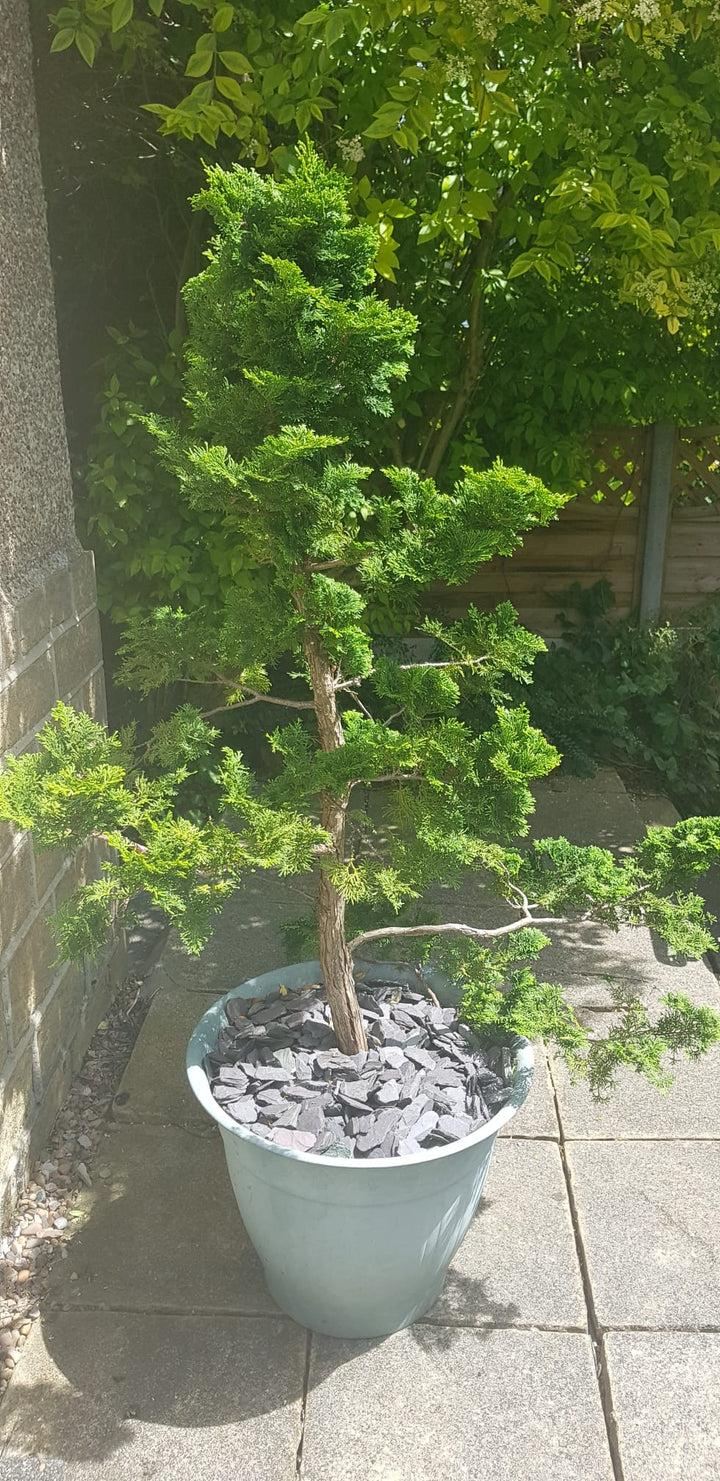 uploads/images/_cdn_shop_files_img 20240706 Wa0012