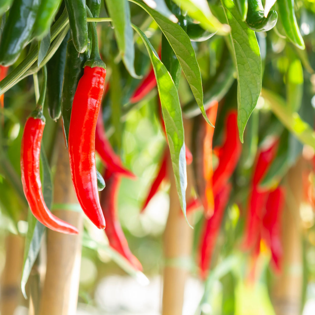 uploads/images/_cdn_shop_files_shutterstock_1293713062_1_1100x