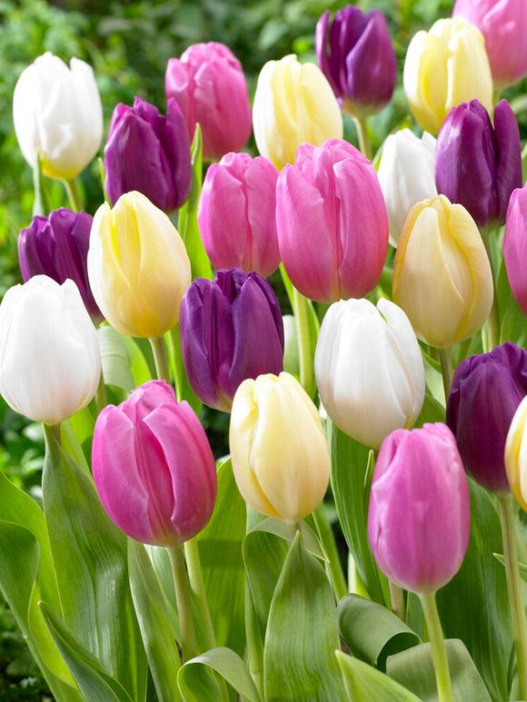uploads/images/_cdn_shop_files_tulip_philly_pastel_mix 2_580x773