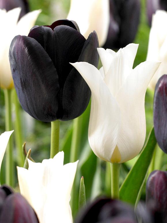 uploads/images/_cdn_shop_files_tulip_zebra_collection 1_580x773