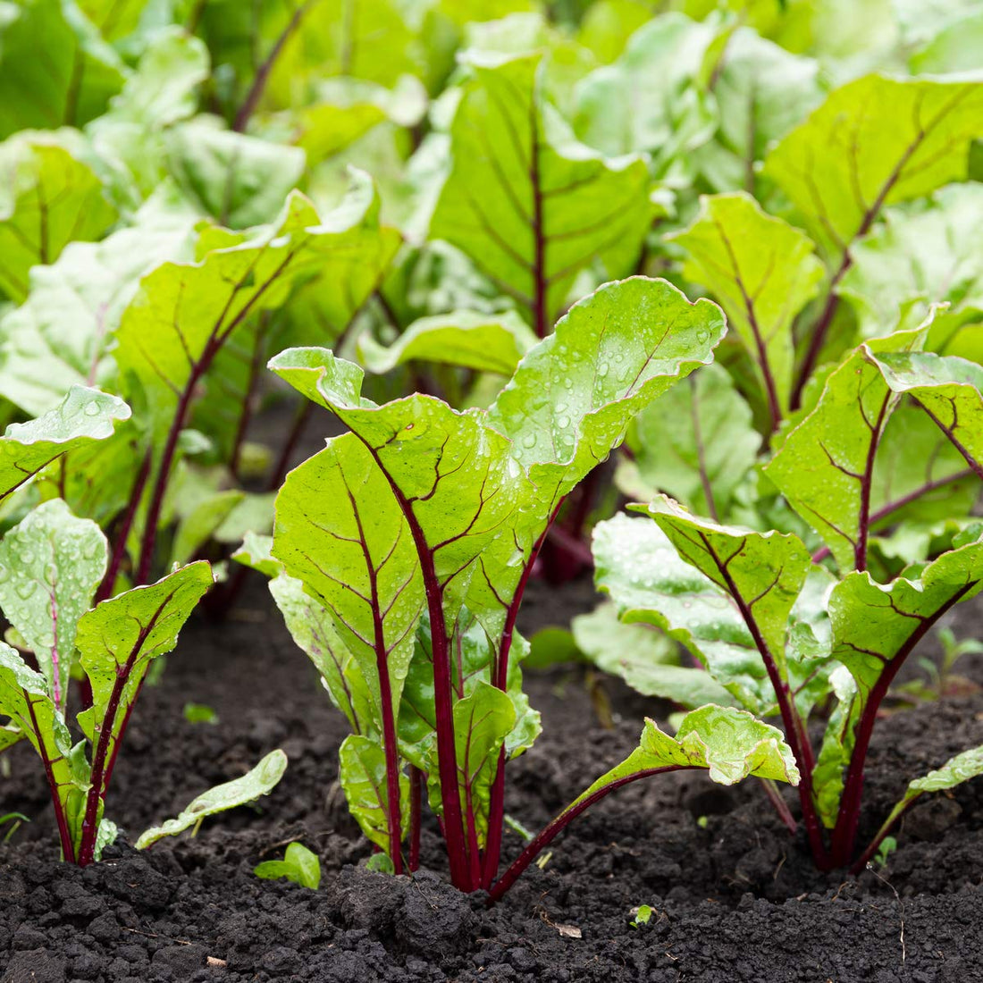 uploads/images/_cdn_shop_files_vegetable Plants Beetroot Pablo 12 X Full Plant Pack 277610_1100x