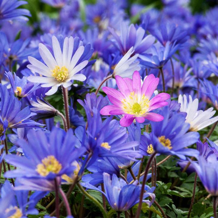 uploads/images/_cdn_shop_products_2100 5999_2100 2265_anemone Blanda V2_720x
