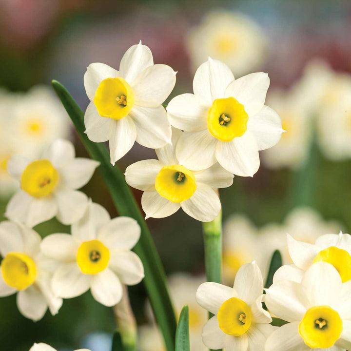 uploads/images/_cdn_shop_products_2100 5999_2100 4581_narcissus Minnow_720x