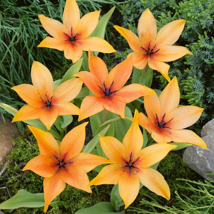 uploads/images/_cdn_shop_products_2100 5999_tulip Praestans Shogun_720x