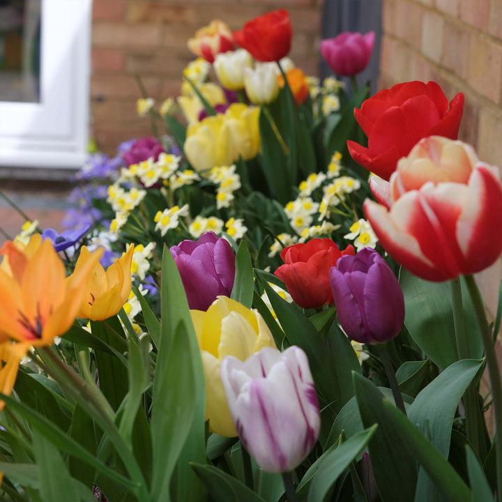 uploads/images/_cdn_shop_products_bulbbonanzamygarden2_720x