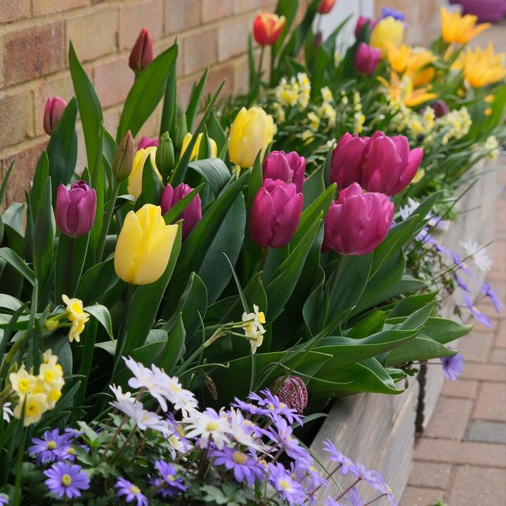 uploads/images/_cdn_shop_products_bulbbonanzamypic_720x