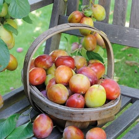 uploads/images/_cdn_shop_products_product_2794_large_eb8dff8b 268c 4d6c 847a Fe94812b7e8a_720x