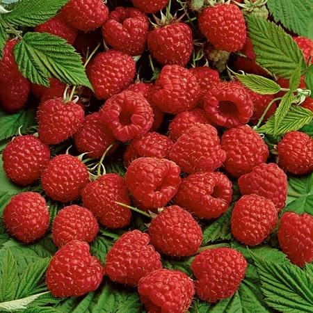 uploads/images/_cdn_shop_products_product_6940_large_6a278aed 8c4d 4741 A36c E28f4553c342_720x