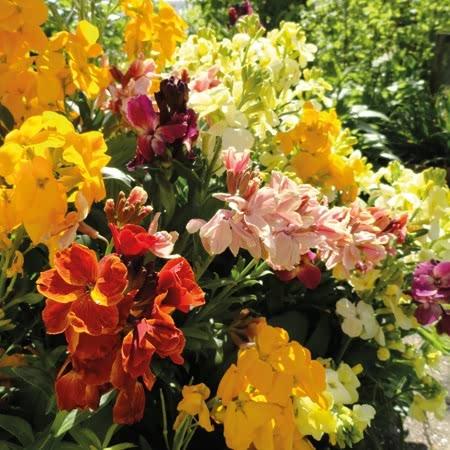 uploads/images/_cdn_shop_products_product_8112_large_3ae26e02 46e8 4d22 Bad9 D1dca7298a99_720x