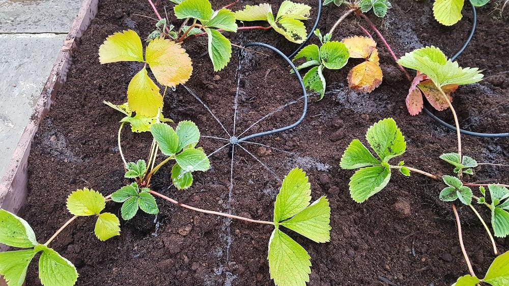 uploads/images/_cdn_shop_products_raised Bed Irrigation Close_dada5691 91f9 40d8 8825 Fdb2f0e76322