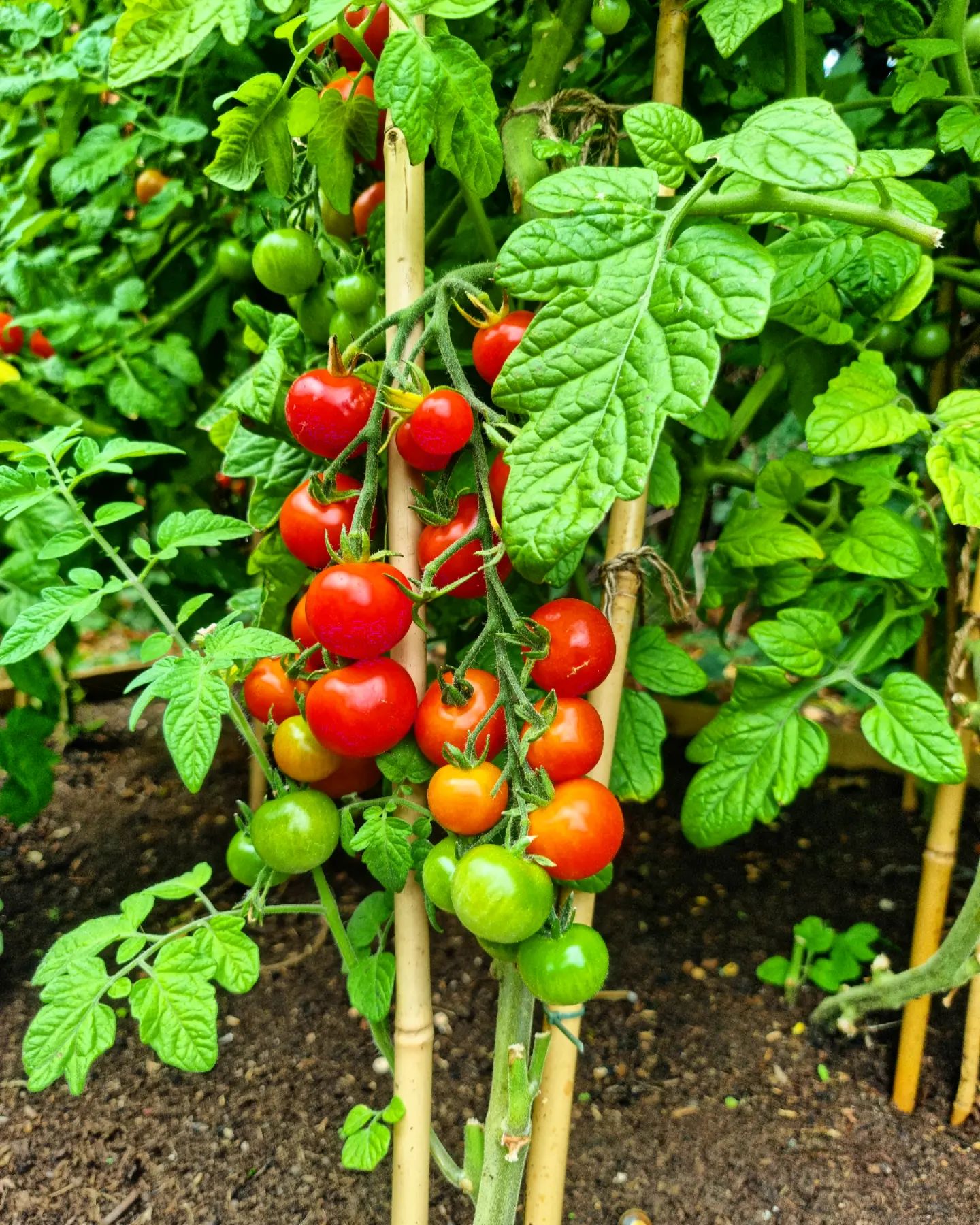 uploads/images/_v_t39.30808 6_302673204_1416136355549743_1378142063951697390_n