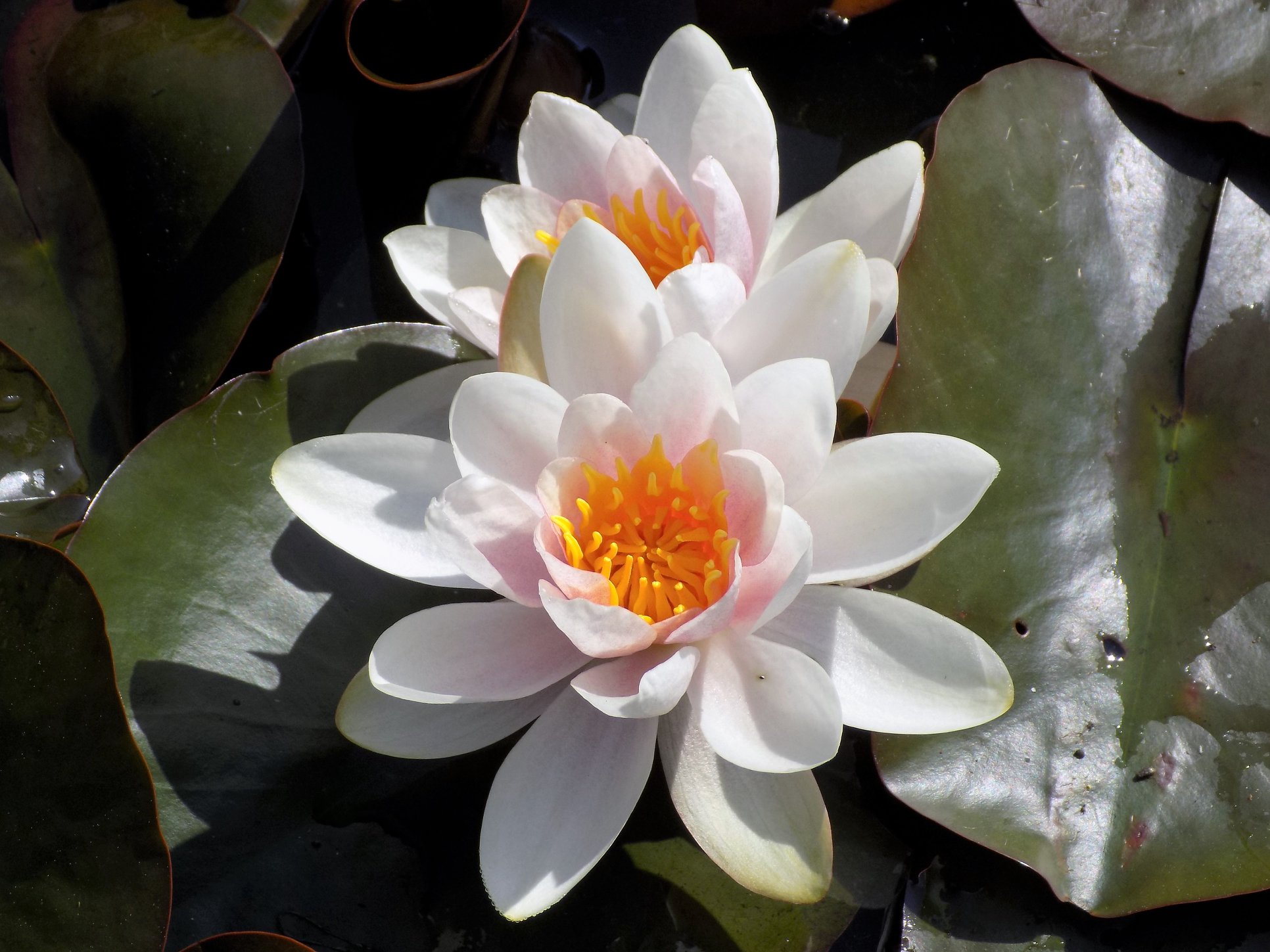 uploads/images/_v_t39.30808 6_302678853_518594416934964_2420265599510186168_n