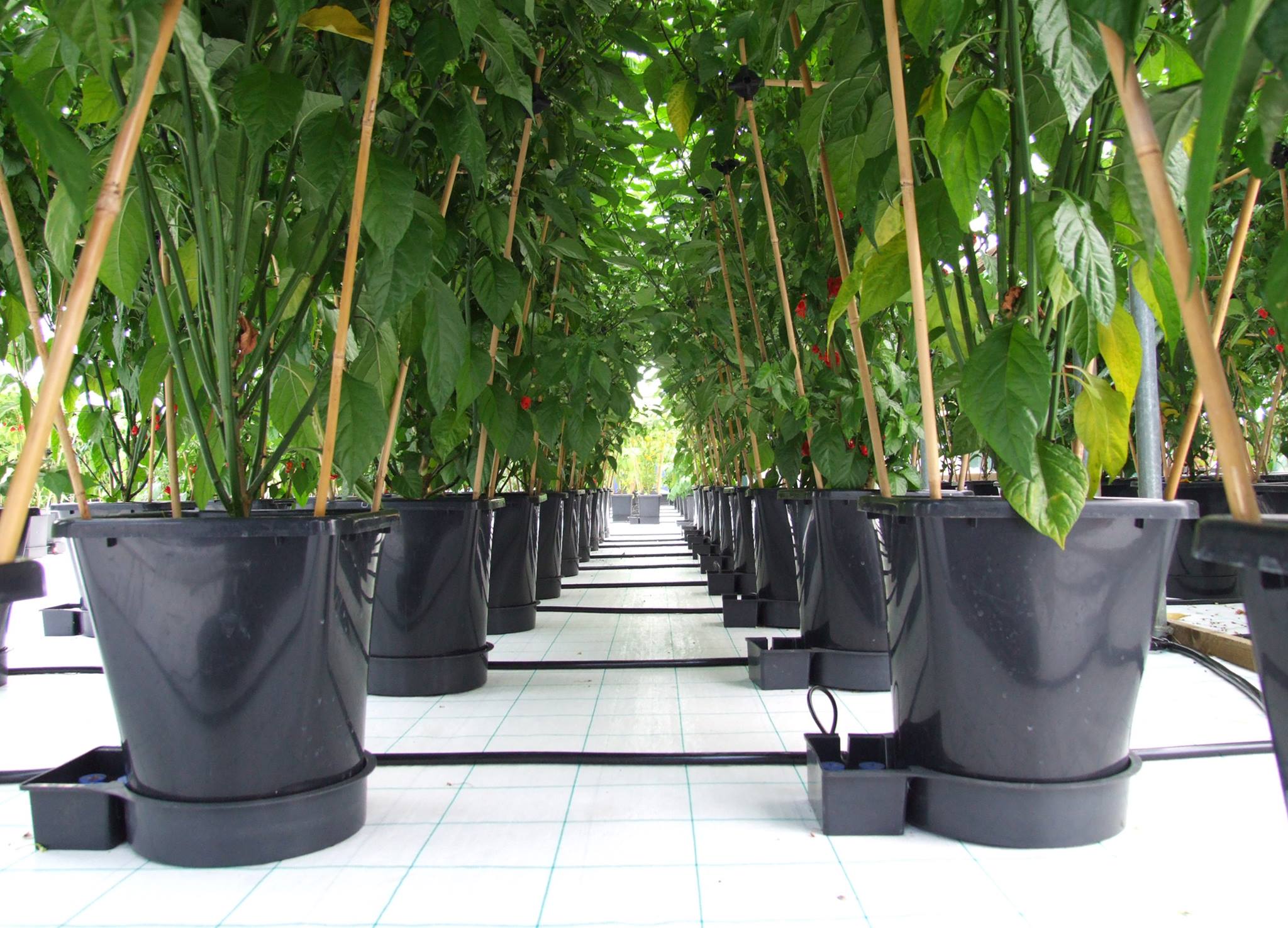 uploads/images/_v_t39.30808 6_361234496_687528983392483_245644015638790397_n