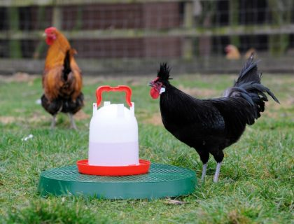 uploads/images/_wp Content_uploads_2013_01_3_ltr_combo_chicken_21 E1403697802260 420x320