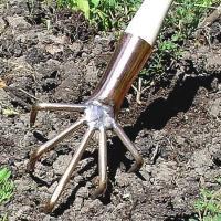 uploads/images/_wp Content_uploads_2015_05_lyra In Garden