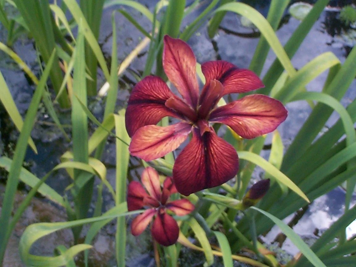 uploads/images/_wp Content_uploads_2016_12_louisiana_iris_merebrook_rusty_red_marginal_bog_wetland_pondplants.jpg