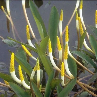 uploads/images/_wp Content_uploads_2017_01_orontium_aquaticum_golden Club_deep Water_marginal_merebrook_pondplants 400x400.jpg 1