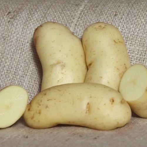 uploads/images/_wp Content_uploads_2021_09_aura 042 1 Scaled E1632654935756