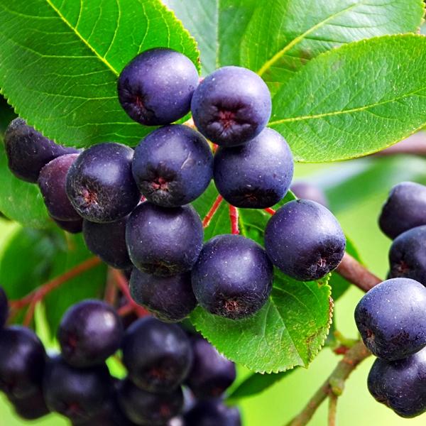 uploads/images/_wp Content_uploads_2022_11_aronia Chokeberry 1