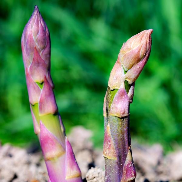 uploads/images/_wp Content_uploads_2022_11_asparagus_stewarts Purple 2