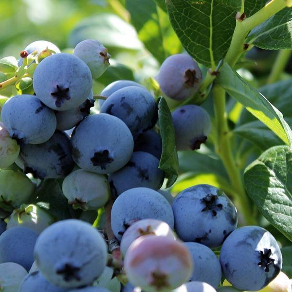 uploads/images/_wp Content_uploads_2022_11_blueberry_elliott