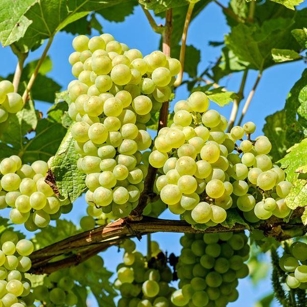 uploads/images/_wp Content_uploads_2022_11_grape_vroege Vdl 1