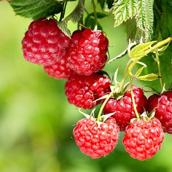 uploads/images/_wp Content_uploads_2022_11_raspberry_malling Leo