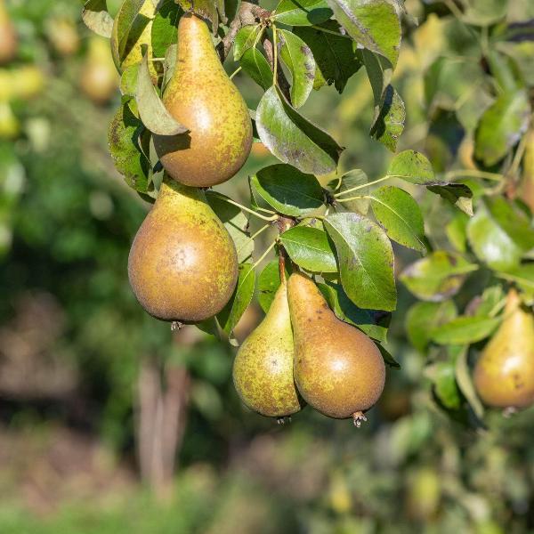 uploads/images/Acqua Garden Trees Conference Pear Tree 37415451099291