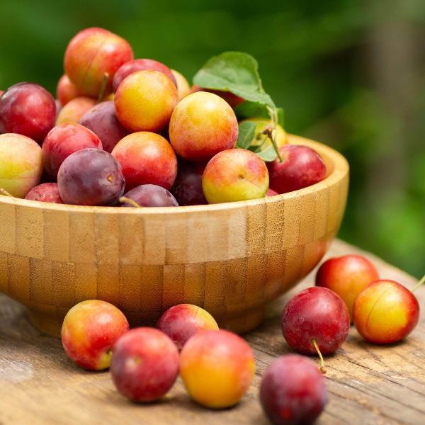 uploads/images/Acqua Garden Trees Plum Victoria Tree 37382231195803