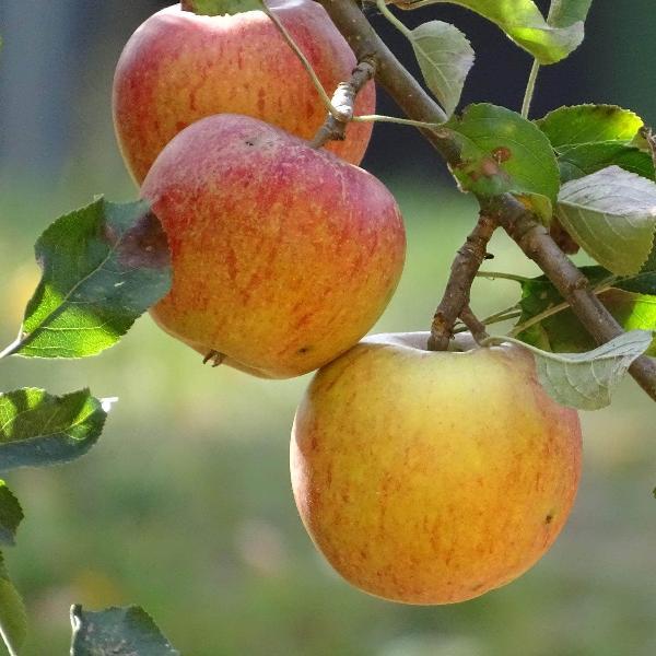 uploads/images/Acquagarden Apple Cox S Orange Pippin Tree 37382674350235
