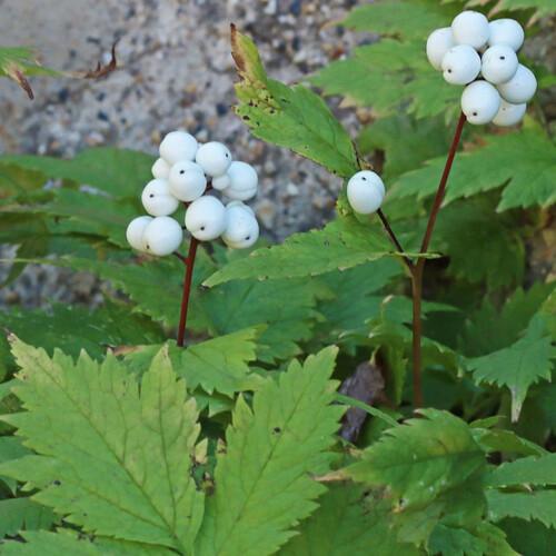 uploads/images/Actaea_rubra_f_neglectum