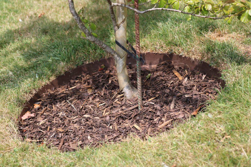 uploads/images/Garden Ring for Planting and Tree Edging