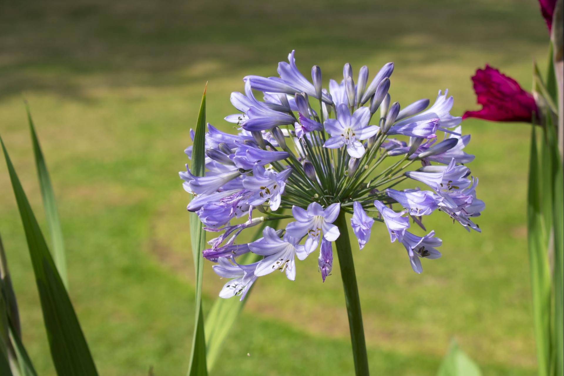 uploads/images/Agapanthus Blue