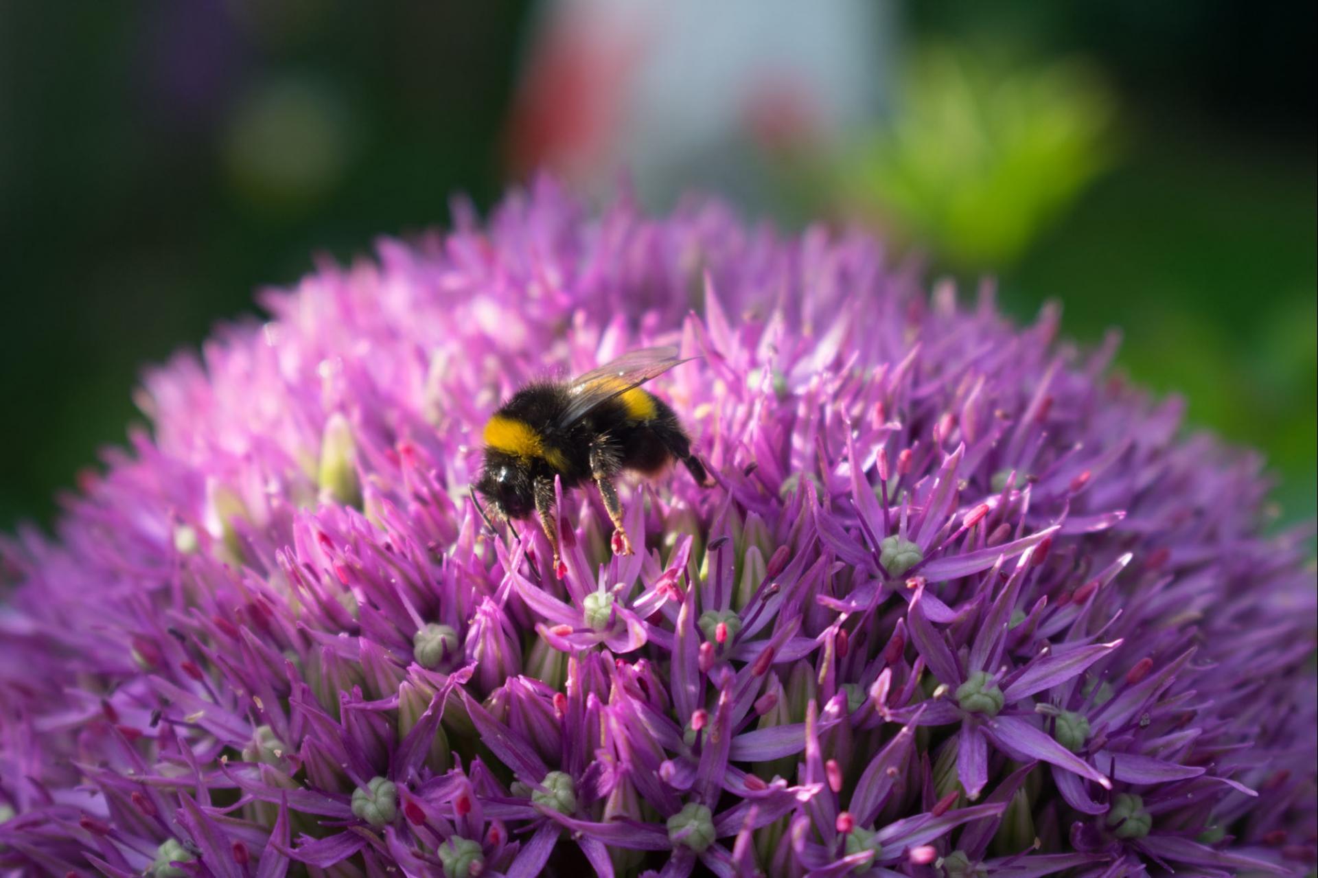 uploads/images/Allium Bee Gt