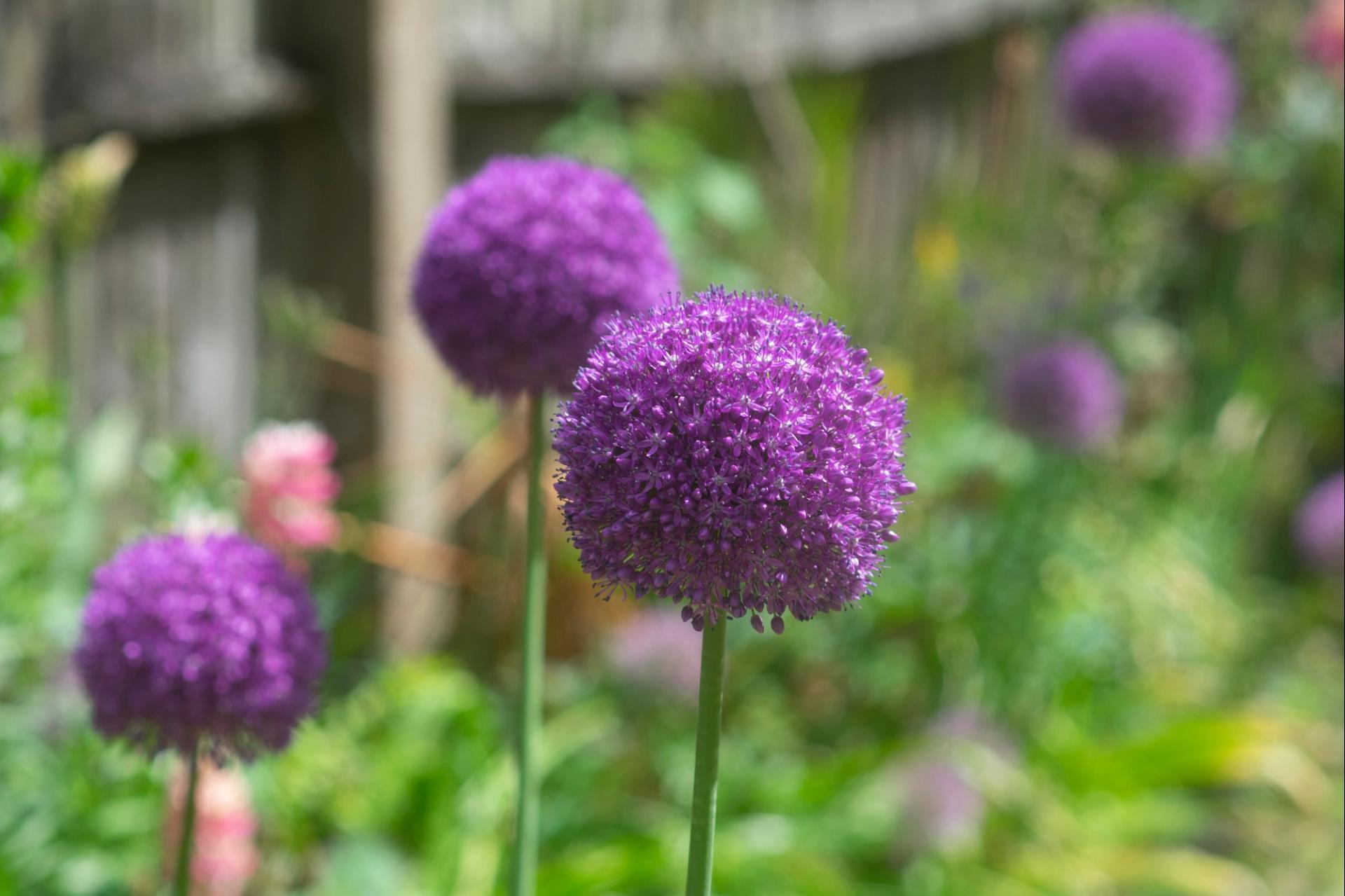uploads/images/Alliums