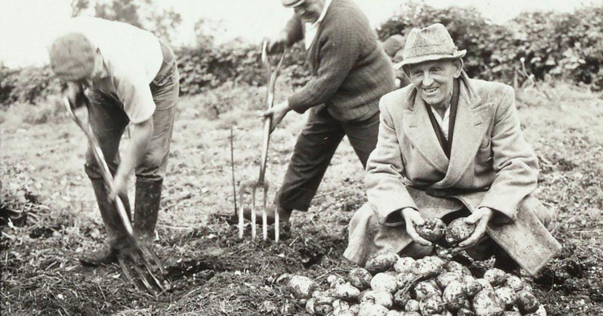 uploads/images/Allotment Header