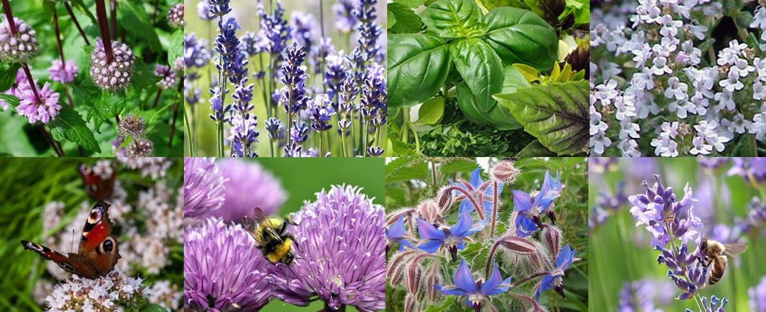 uploads/images/Allotment Online Banner