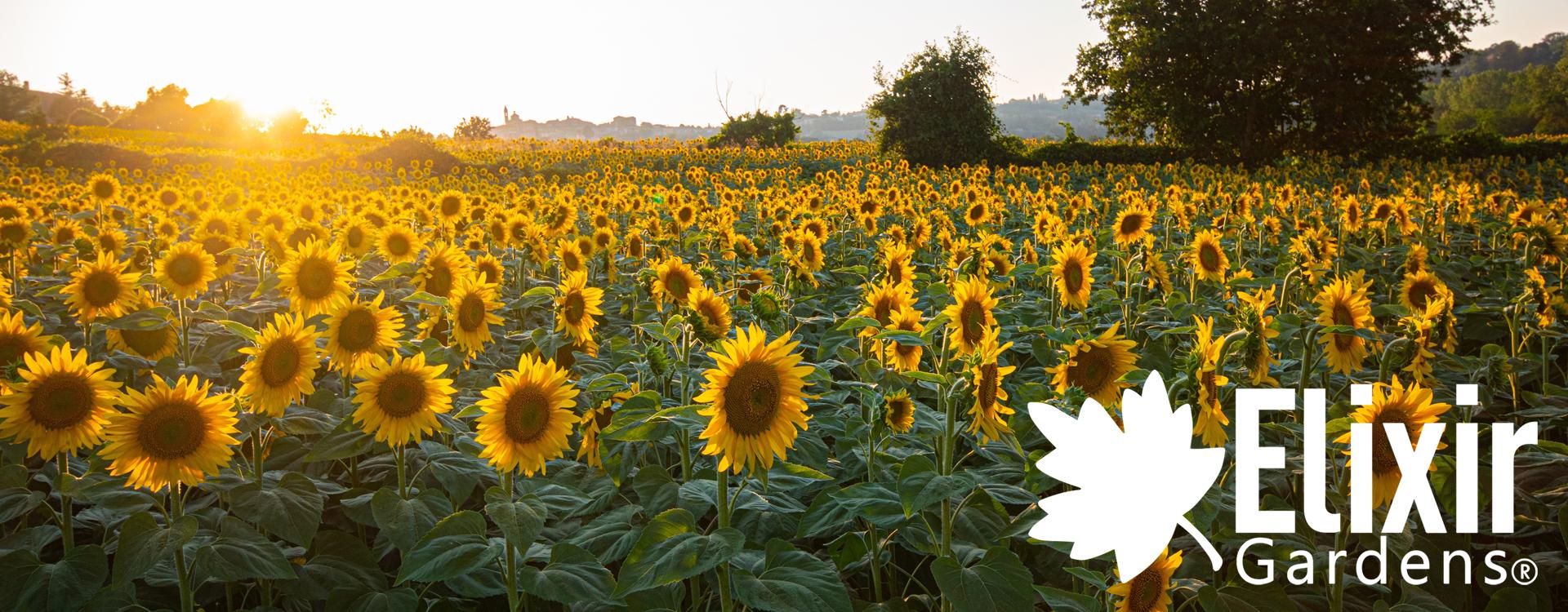 uploads/images/Allotment Online Header