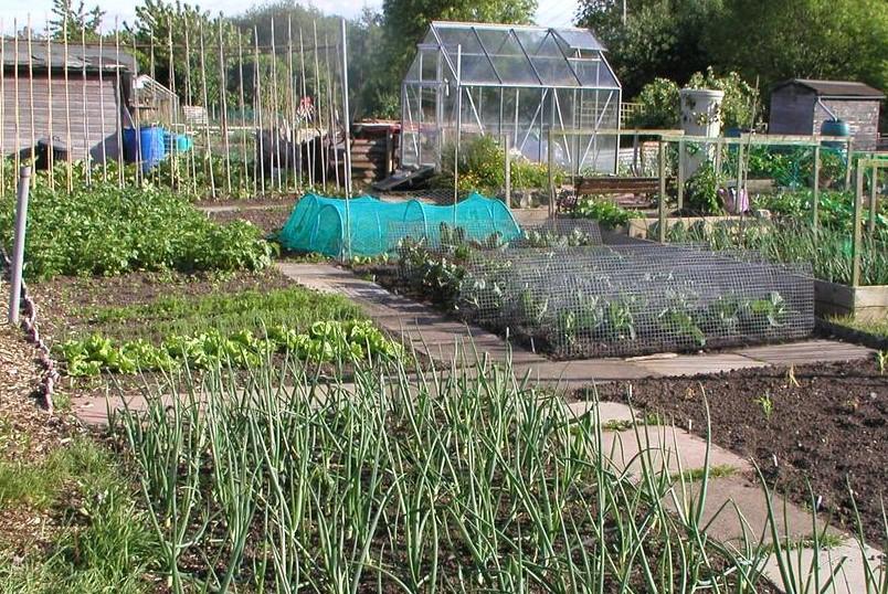 uploads/images/Allotment Plot