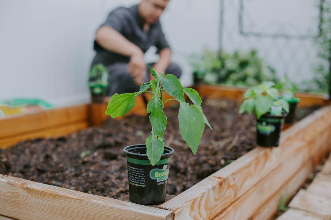 uploads/images/Allotment Tips For Beginners