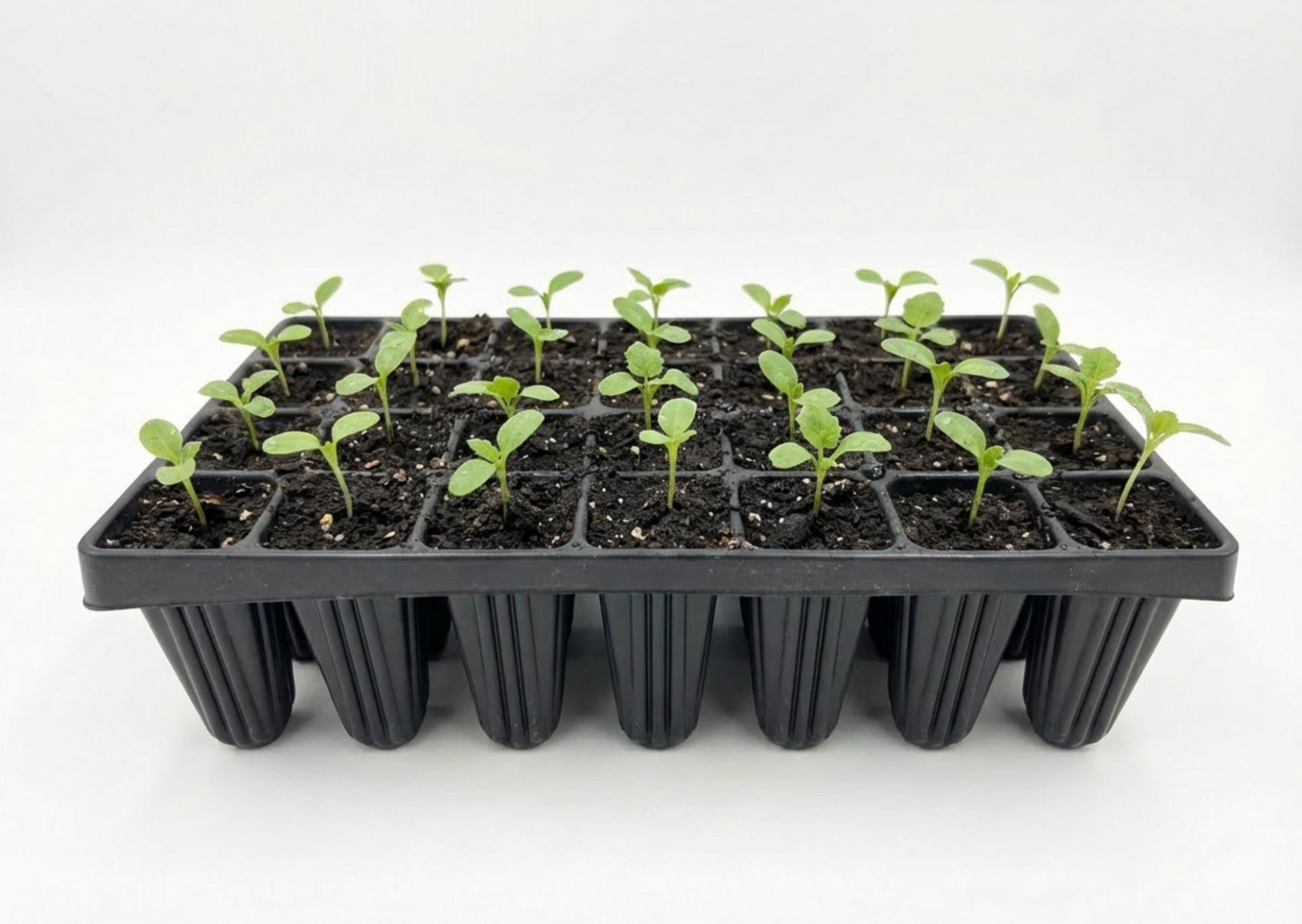 uploads/images/Amazon Product 2000x2000 71