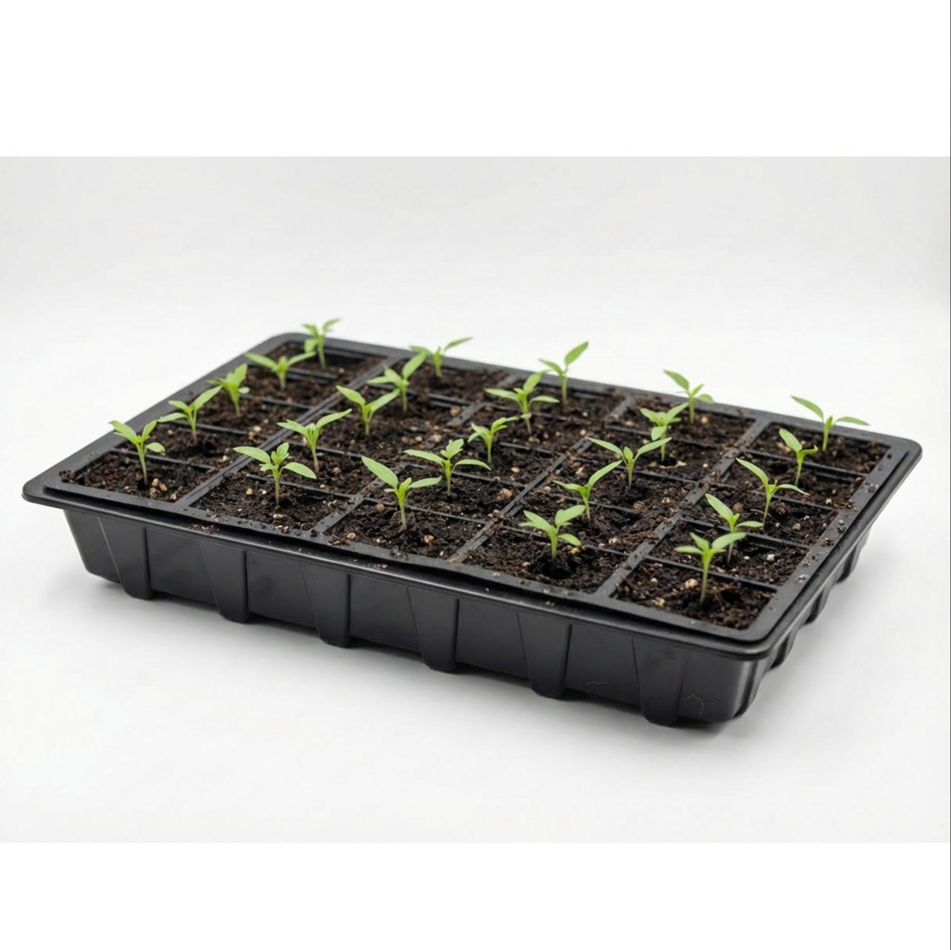 uploads/images/Amazon Product 2000x2000 94