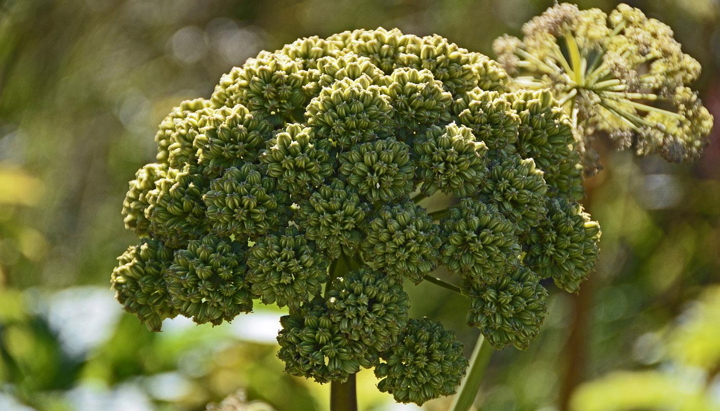 uploads/images/Angelica Blog Post