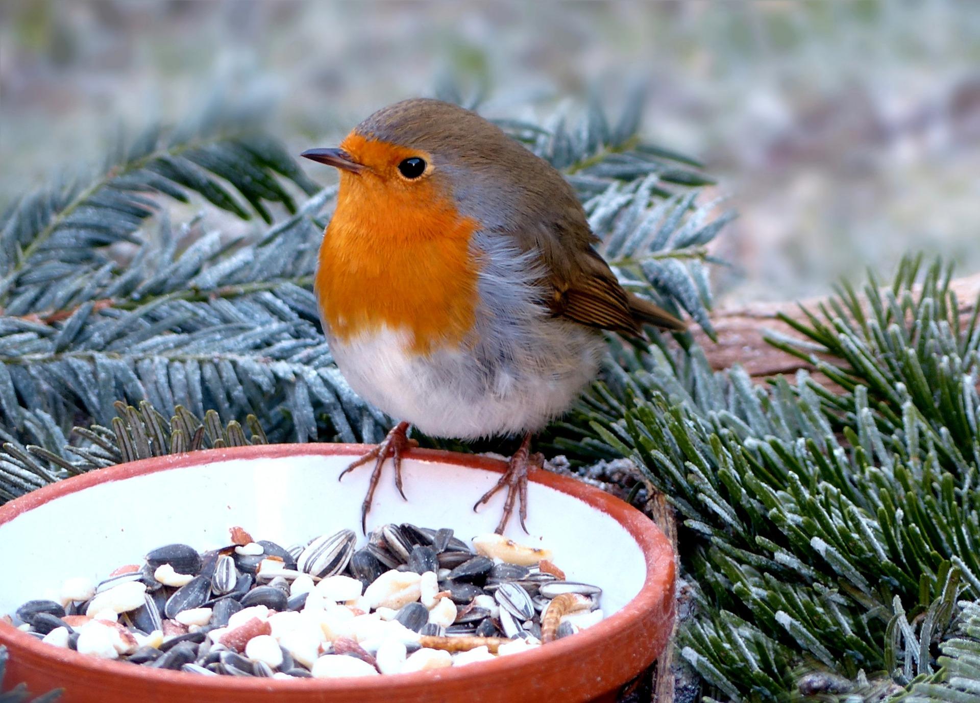 uploads/images/Animal 4882773_1920