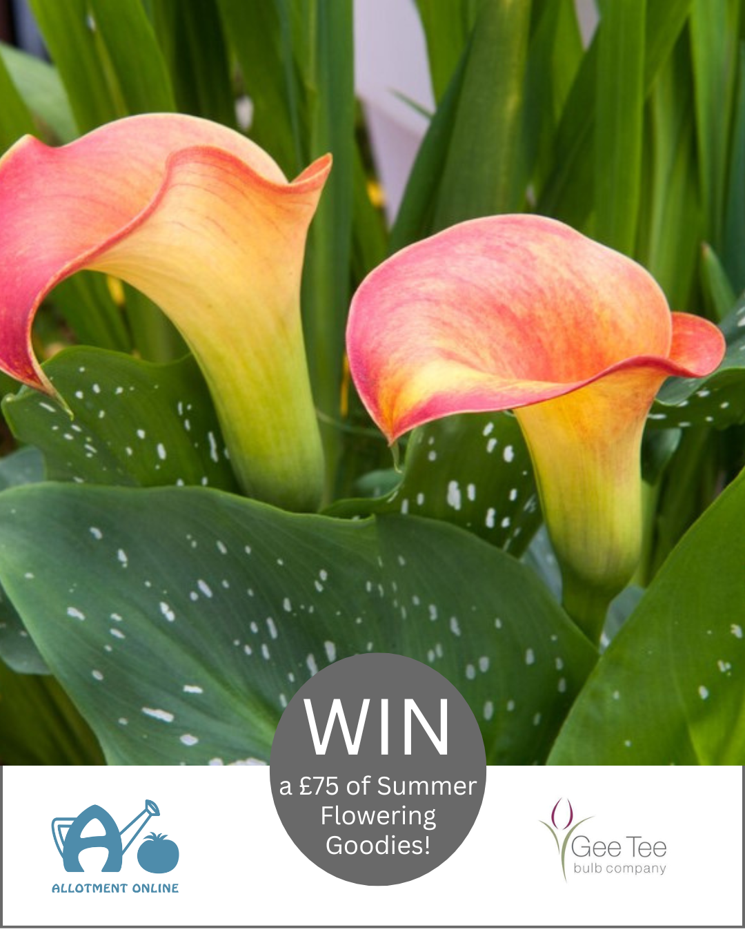 uploads/images/Ao I Greenhouse Sensation 12