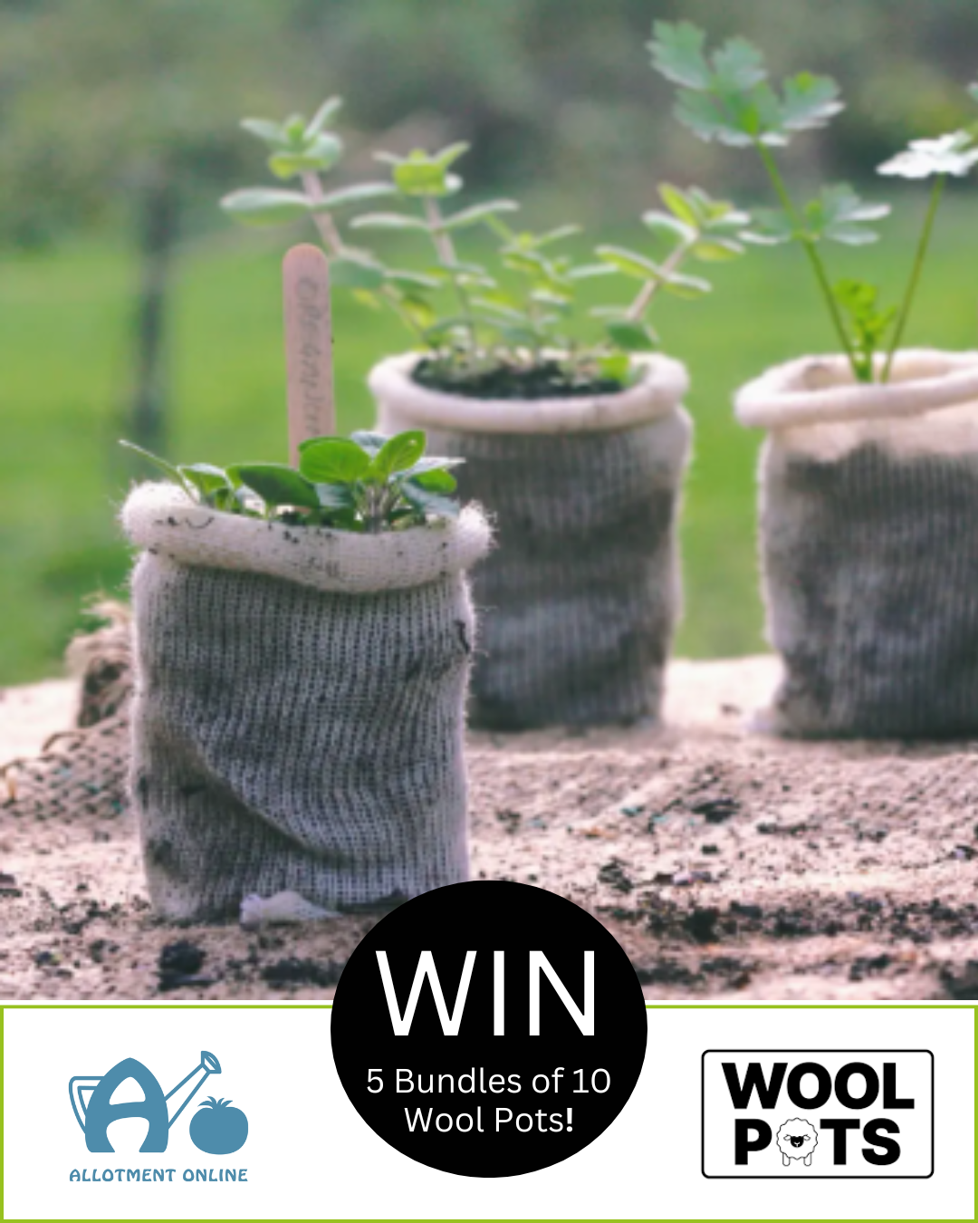 uploads/images/Ao I Greenhouse Sensation 3