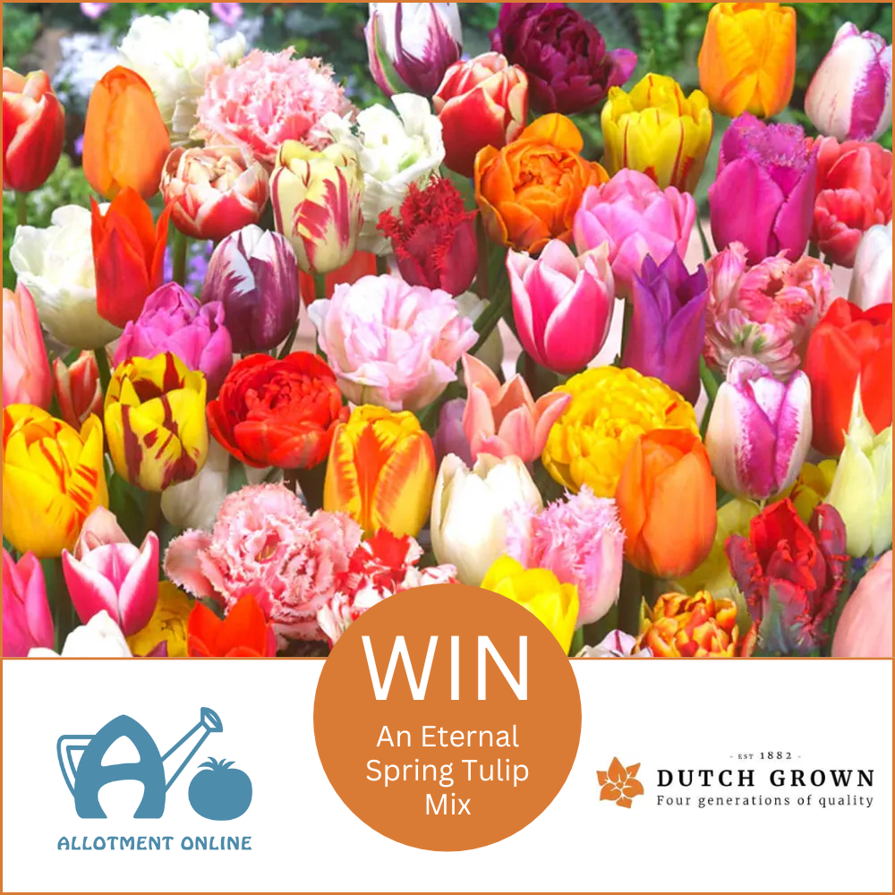 uploads/images/Ao Website Dutch Grown