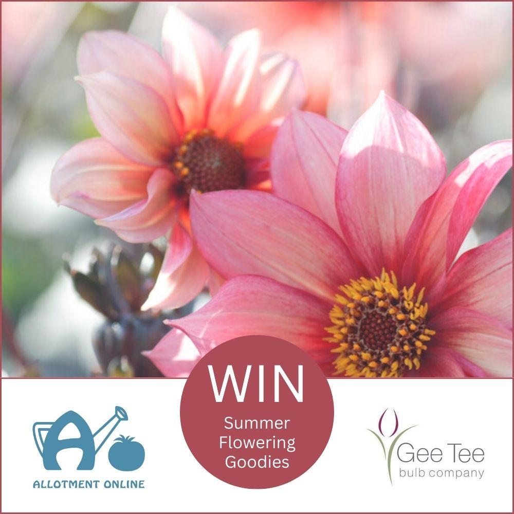 uploads/images/Ao Website Gee Tee Bulb Company Competition