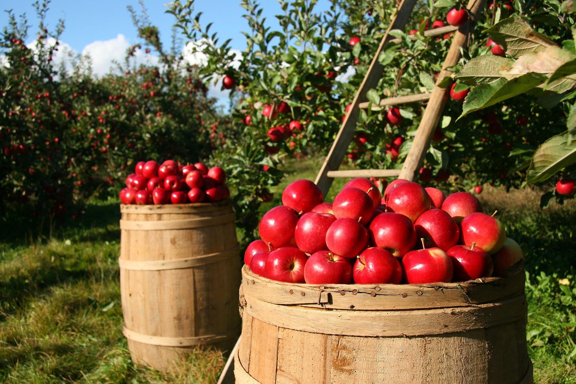 uploads/images/Apples 1872997_1920